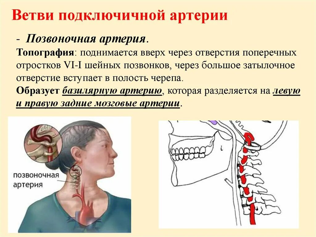 Позвоночные артерии топография. Топография подключичной артерии. Топография позвоночной артерии на шее. Ветви подключичной артерии позвоночная.