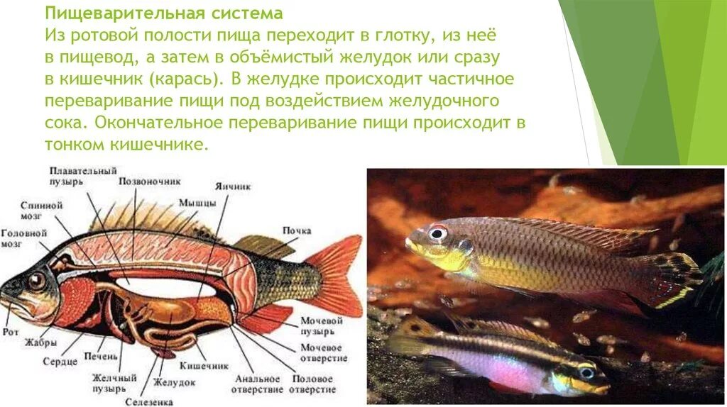 Пищеварительная система класса рыб. Пищеварительная система рыб схема. Пищеварительная система костистых рыб. Пищеварительная система рыб 7 класс. Схема пищеварительной системы рыб 7 класс.