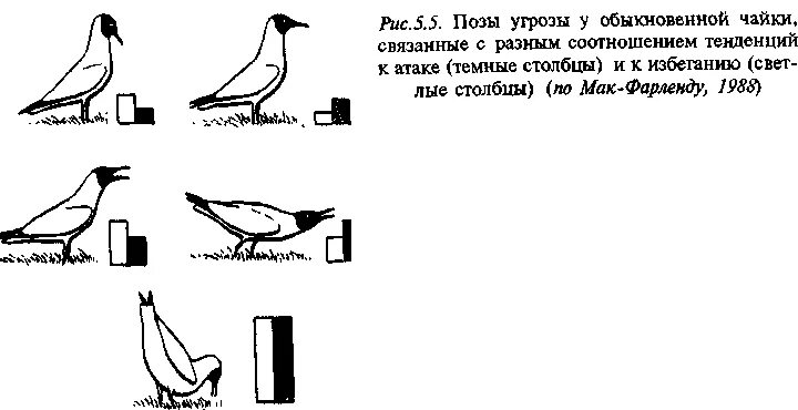 Угрожающие позы. Поза Чайка. Поза угрозы. Серебристая Чайка поза угрозы. На рисунке изображён позы угрозы.