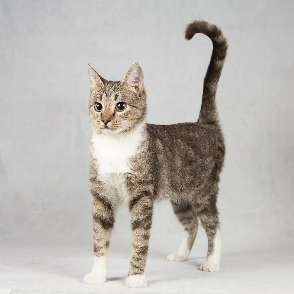 Кошечка алиса. Алиса найди кошек. Алиса найди кошек. Очень маленькие котята. Очень добрая кошка.