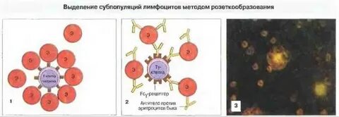 Лимфоциты методы