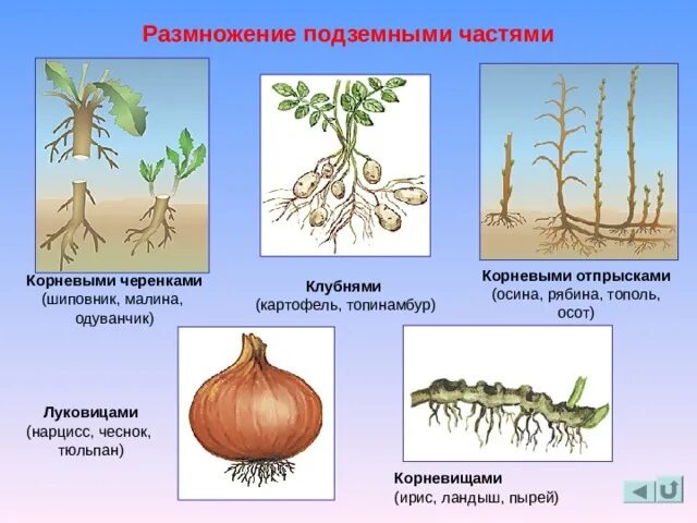 Размножение корневыми побегами. Бесполое размножение вегетативное. Бесполое размножение вегетативное размножение. Вегетативное размножение видоизмененные побеги. Размножение корневыми клубнями.