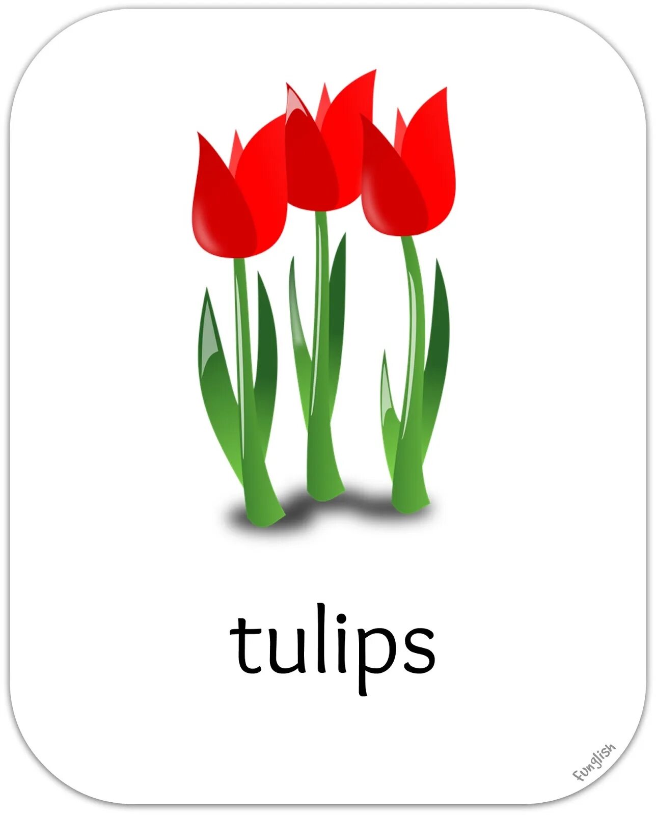 Тюльпан на английском. Тюльпаны анг. Тюльпаны иллюстрация. Тюльпан карточка для детей.