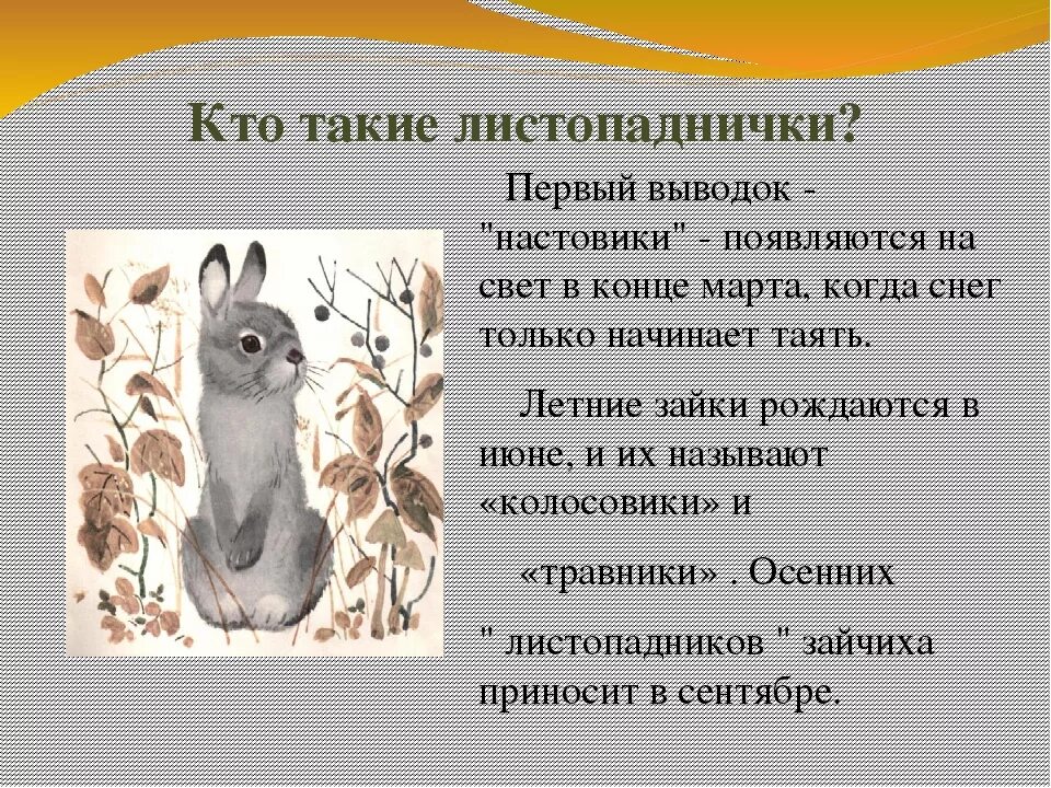 Почему зайчат называют. Листопадничек Соколов-Микитов. Статья о листопадничках. Листопадничек статья. Стотия про лестопадничках.