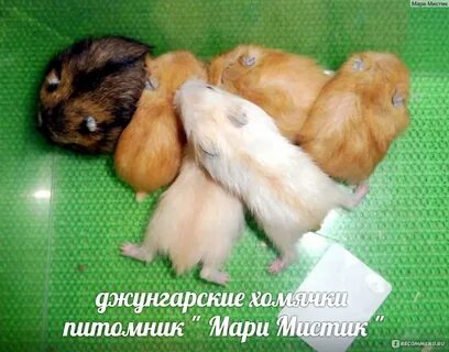 Мандарин хомяку