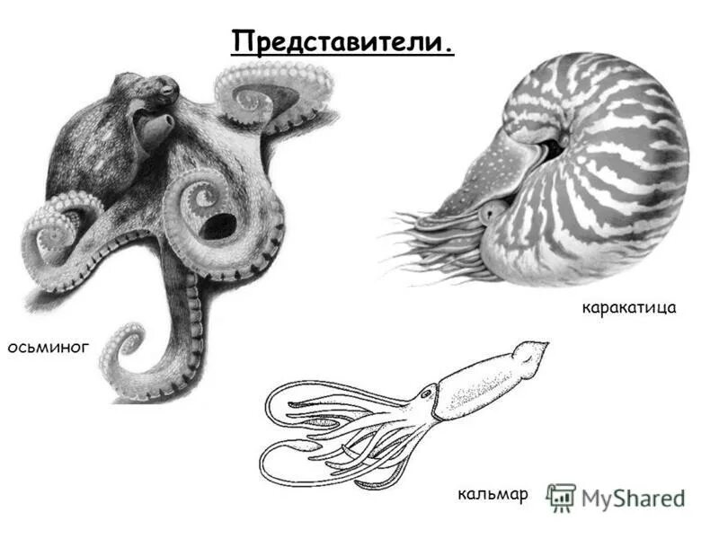 Четырехжаберные головоногие моллюски. Строение раковины головоногих моллюсков. Головоногие моллюски кальмар. Осьминог каракатица моллюск.