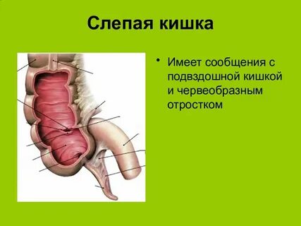 Возникают зачатки слепой кишки у кого