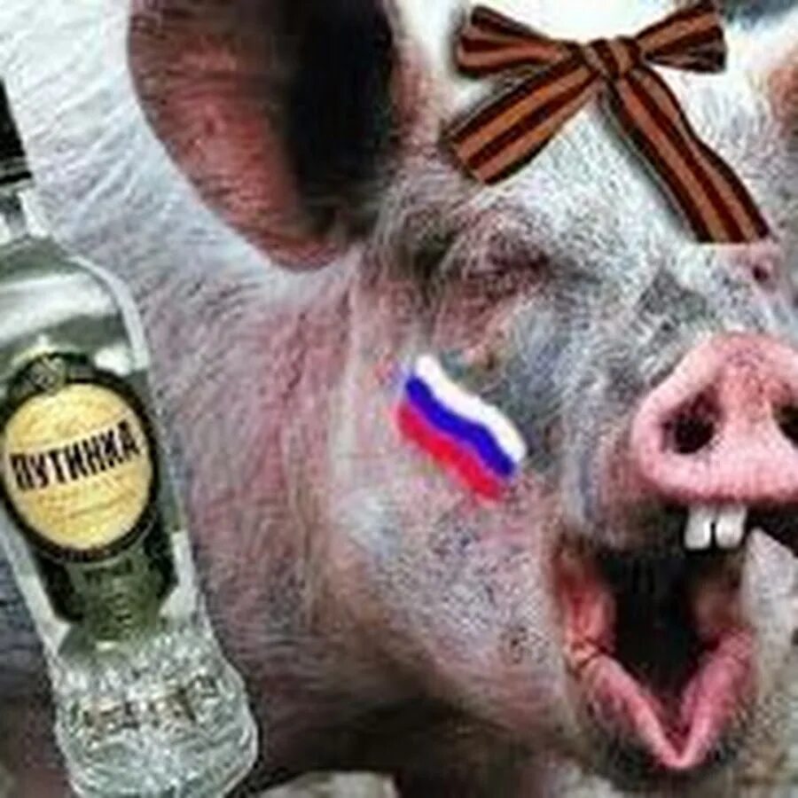 Свинья. Спортсмен назвал русской свиньей. Спортсмен назвал русской свиньей. Спортсмен назвал русской свиньей. Свинья с футбольным мячом.
