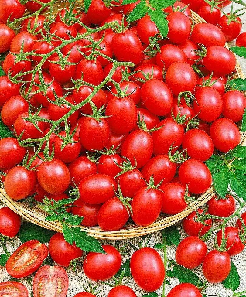 Семена томатов сорта