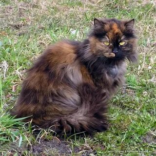 Сибирская черепаховая кошка