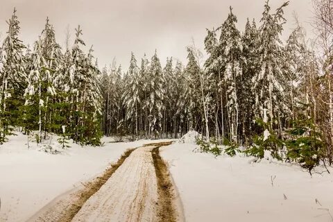 Прогноз свердловская лесной