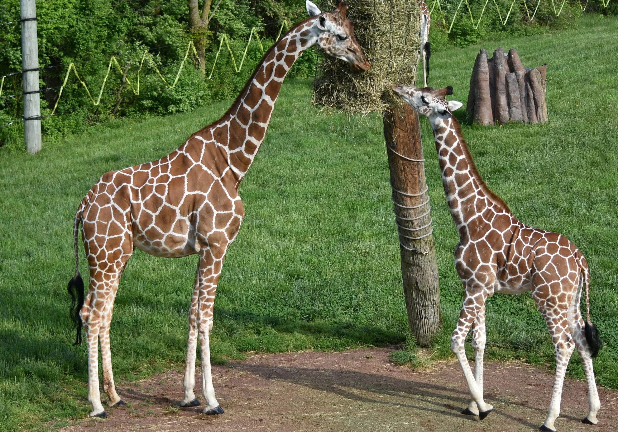 Толстый жираф. Жираф. Жираф для детей. Красивый Жираф. Жираф сбоку.