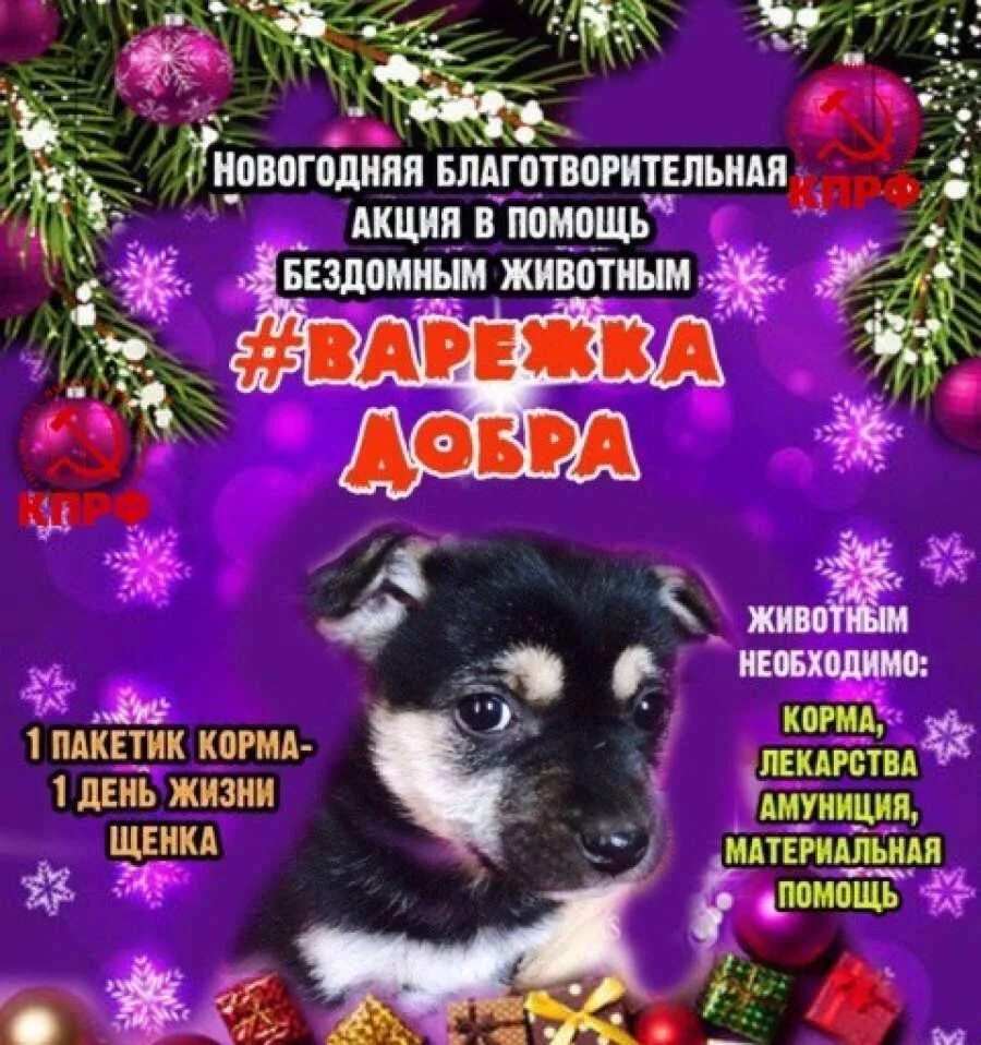 Акция бездомным животным. Новогодняя благотворительная акция для животных. новогодняя акция помощи бездомным животным. благотворительная акция помощь животным. новогодние акции для животных.