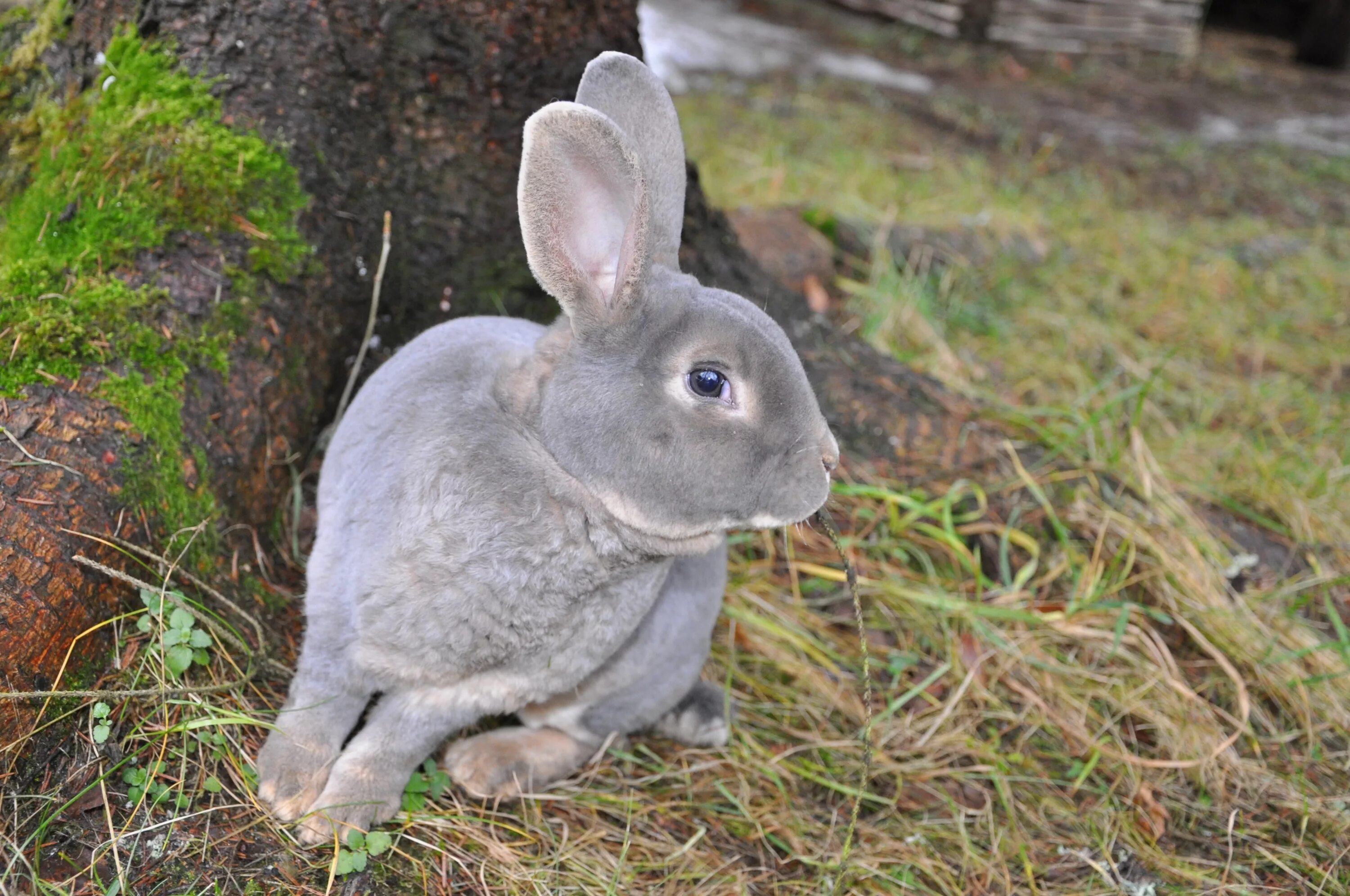 Гималайский кролик окраска шерсти