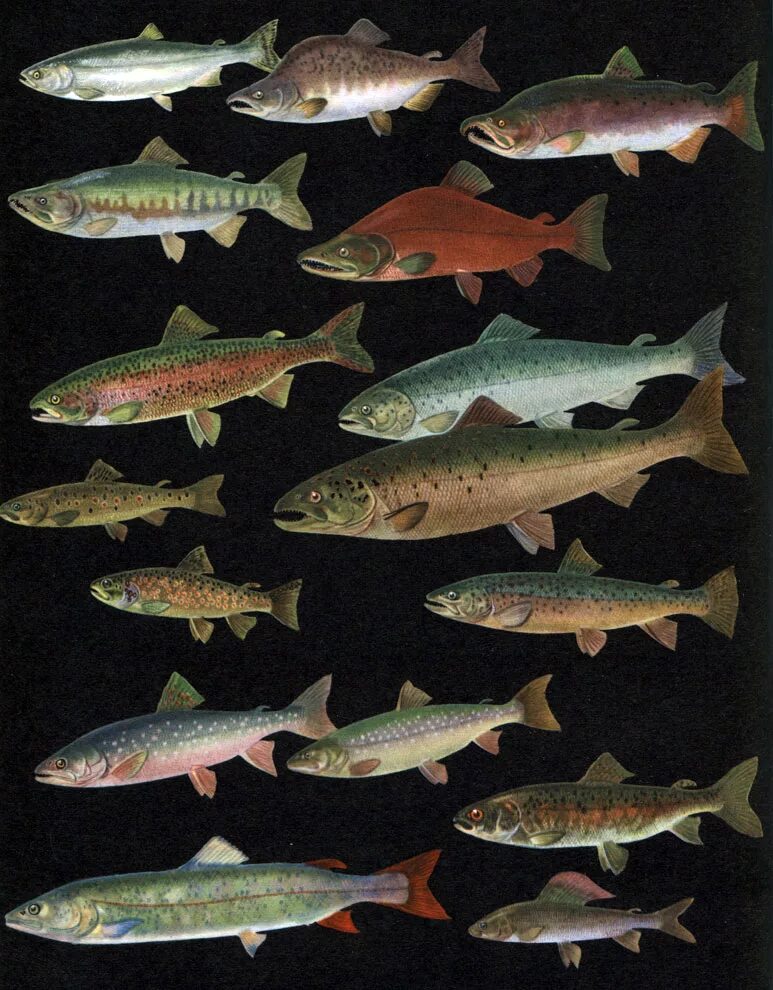 фото лососевых рыб с названиями.