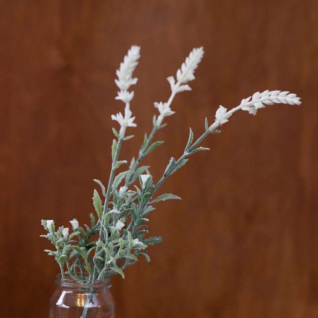 Lavandula ang. Снежная лаванда. Лаванда узколистная platinum blonde. Лаванда узколистная арктик сноу. Лаванда многонадрезная.