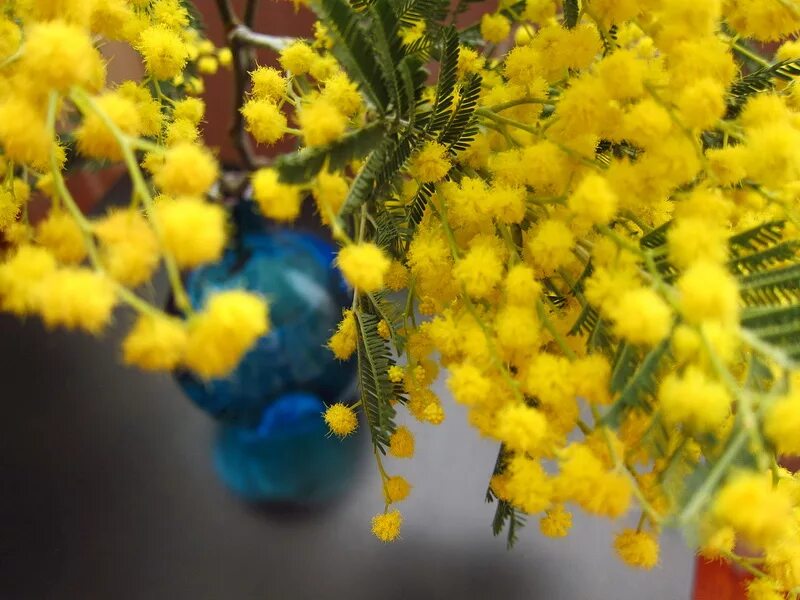 мимоза для кошек