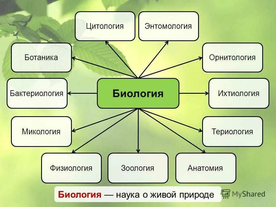 Биологические дисциплины. Разделы биологии. Основные разделы биологии. Биологические дисциплины схема.