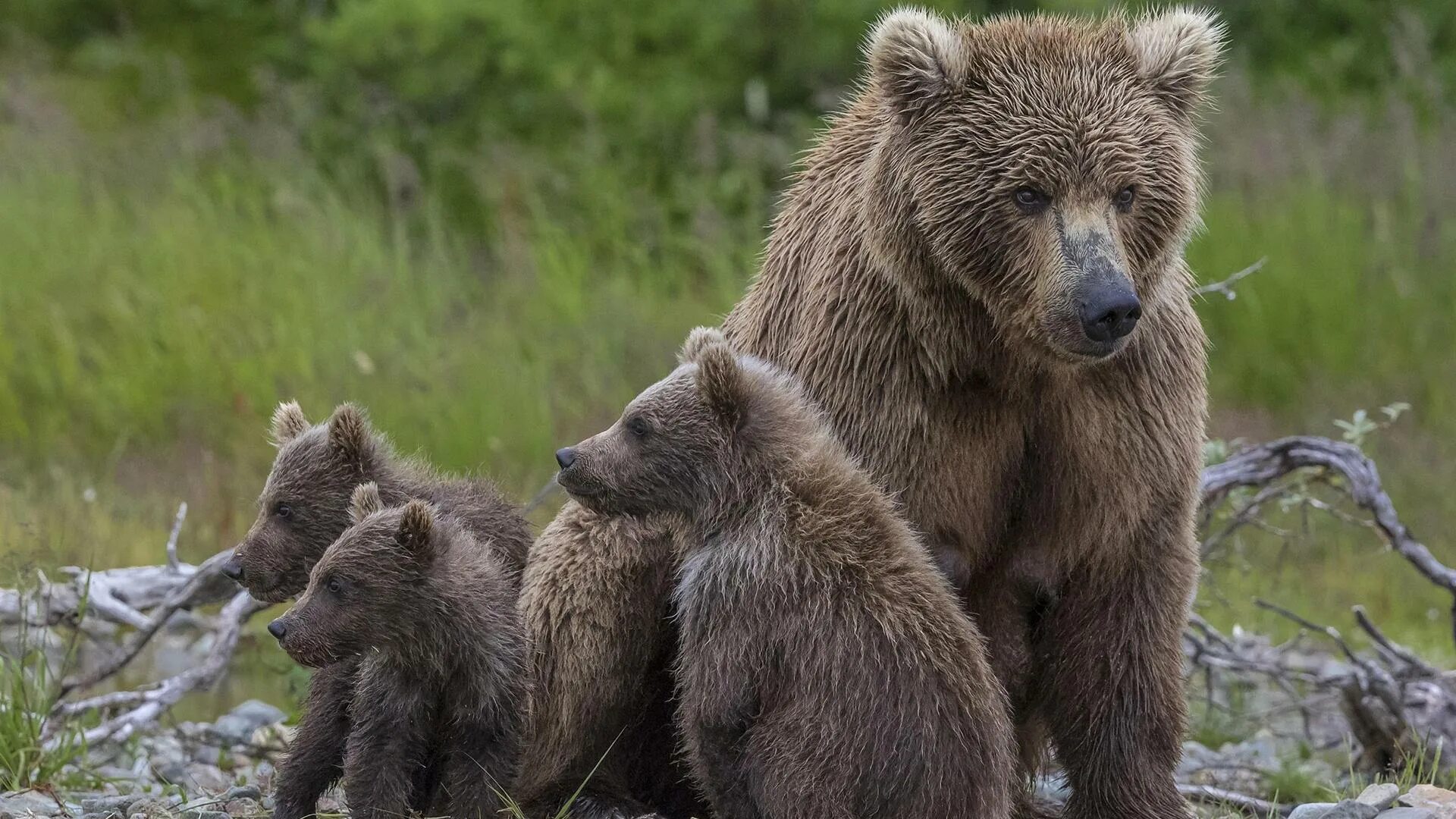 Медведица. Медведи на Вишере. Медведица с медвежатами в тайге. Медведица с медвежатами в тайге Забайкалья.