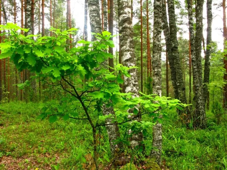 Росток дуб черешчатый. Молодой дуб. Растут дубки. Дубки деревья. Дуб черешчатый сеянец.