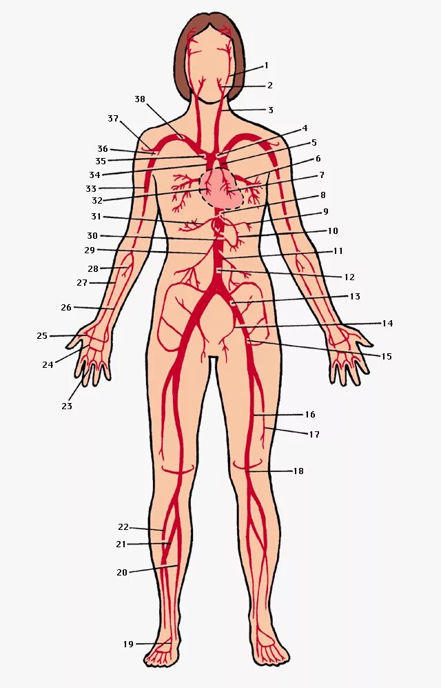 Артериальная система схема артерий. Артерии схема анатомия. Артериальные вены человека схема расположения. Артериальная система человека магистральные сосуды.