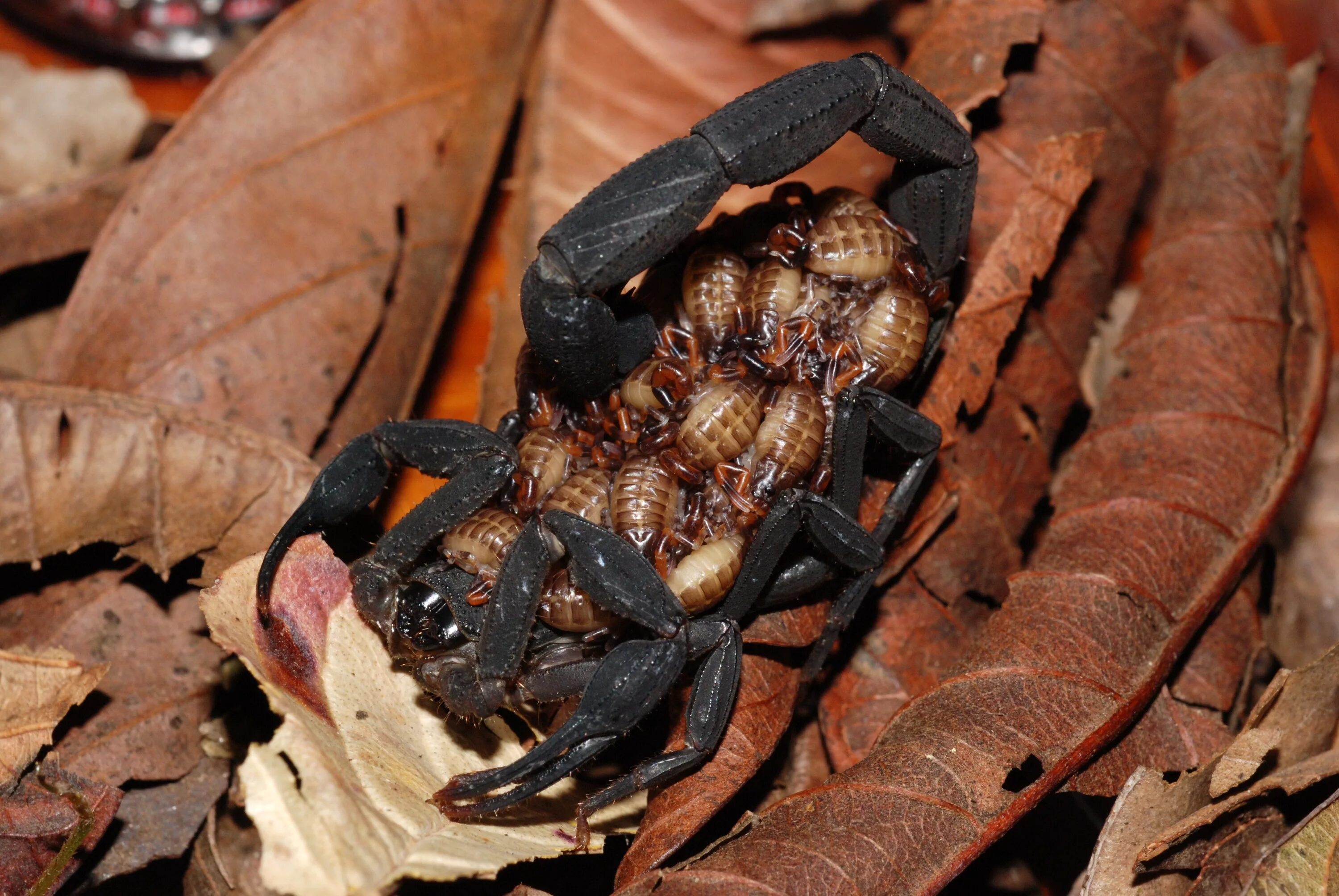 Арахнид паук-скорпион. Стрипедтальский скорпион. Тарантул, фаланга, скорпион. Тарантул, фаланга, скорпион. Паук скорпион.