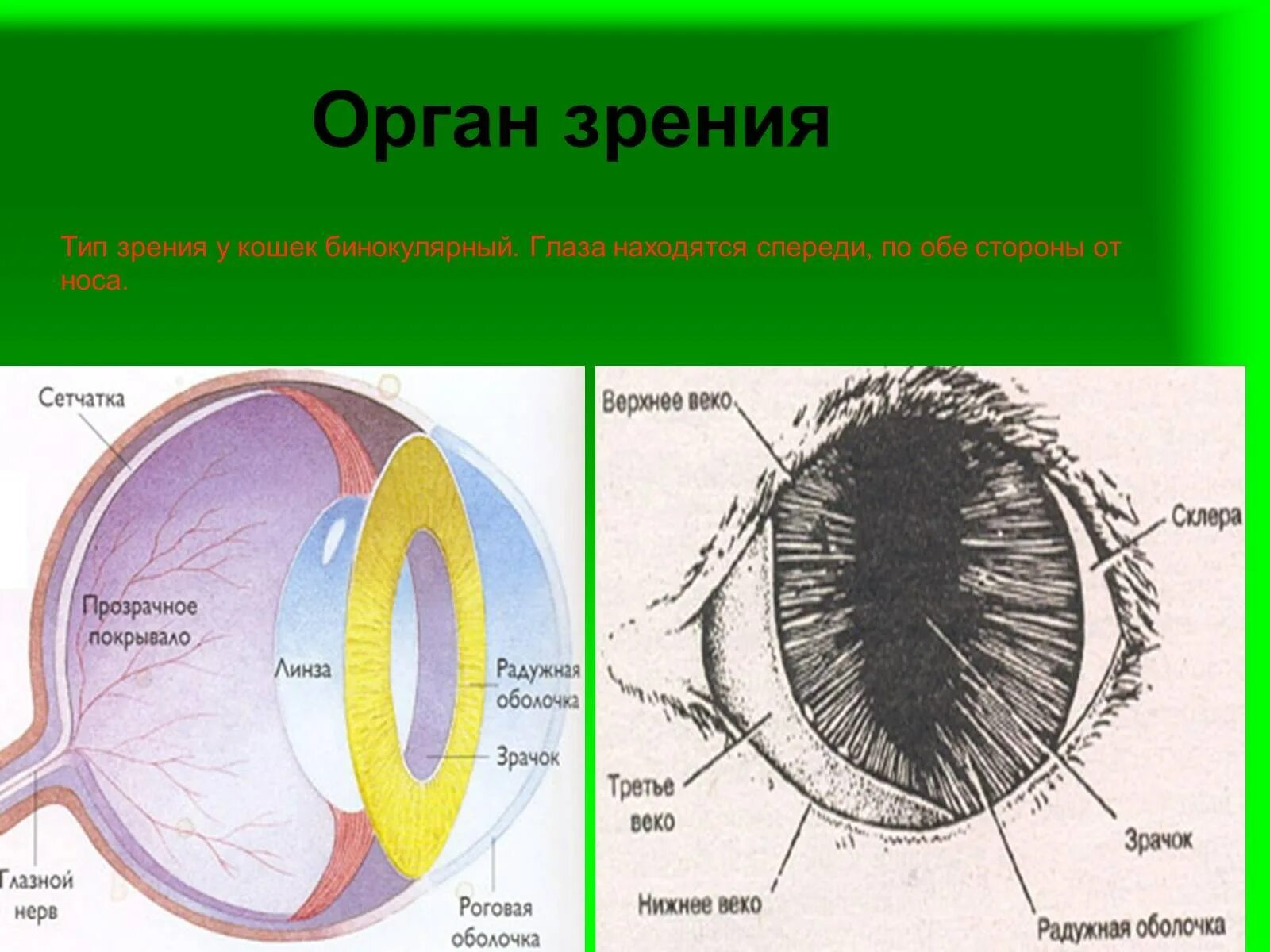 Строение глаза животных. Строение глаза. орган зрения. строение глаза кота. внутреннее строение глаза кошки.
