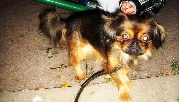 Собаки ст оскол. Щенки стаффордширского терьера 3 недели. Сос спасите собаку. Метис маламута и восточно европейской овчарки. Печальный пес.