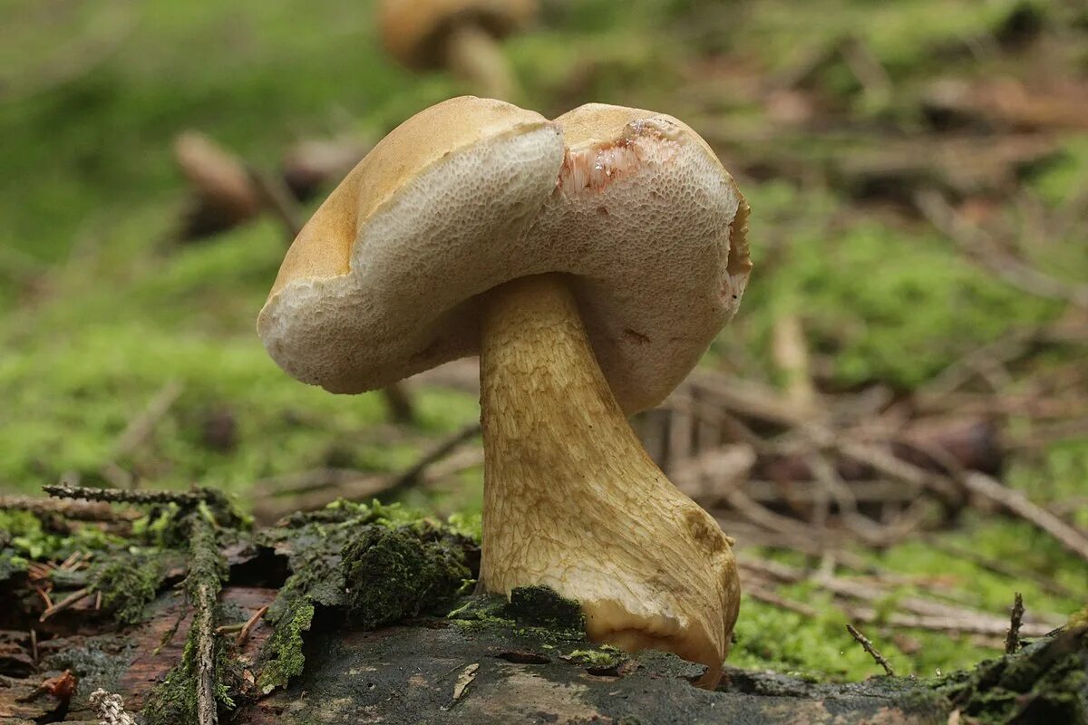 Желчный гриб какой. Tylopilus felleus. Желчный гриб ложный белый. Боровик гриб ложный. Ложный Боровик, желчный гриб.