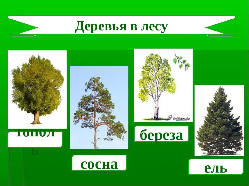 Ель сосна осина дуб береза липа. Береза дуб клен ель осина Ива Тополь. Береза кедр ольха ель. Тополь, липа, черемуха, береза, ель, сосна.