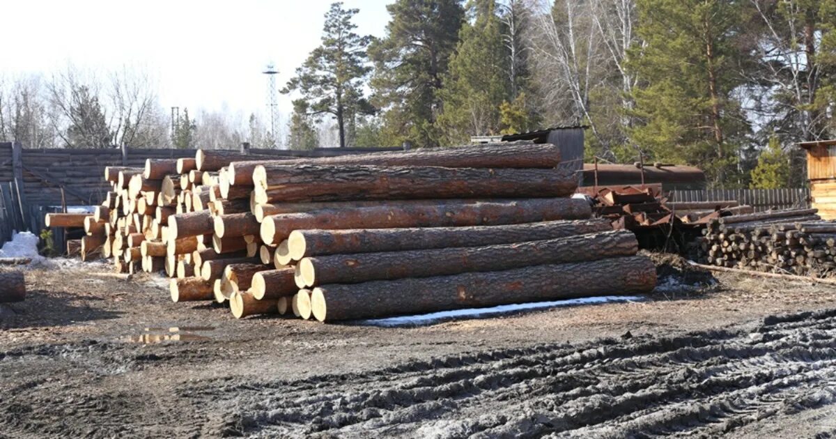 Лесхоз Новосибирск. Сузунский лесхоз Новосибирской области. Лесхоз Болотное. Вырубка лесов в Новосибирской области.