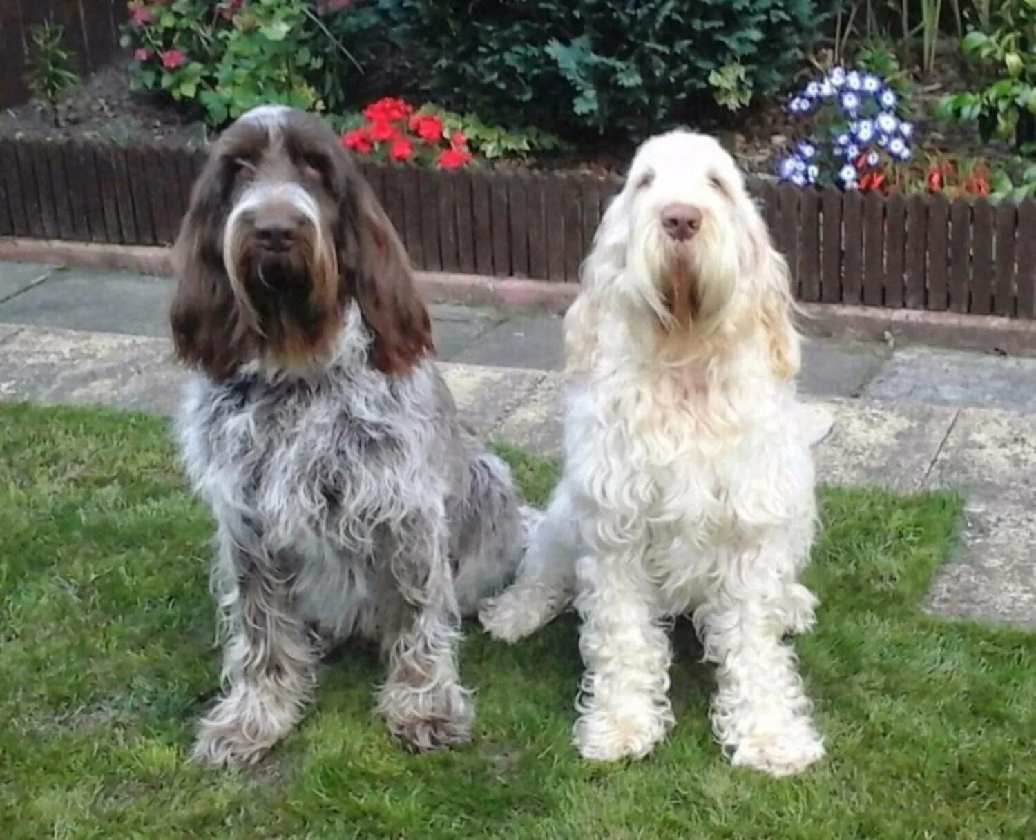 Спиноне порода. Итальянский спиноне легавые собаки. Спиноне итальяно собака. Спиноне итальяно. Итальянский спинона.