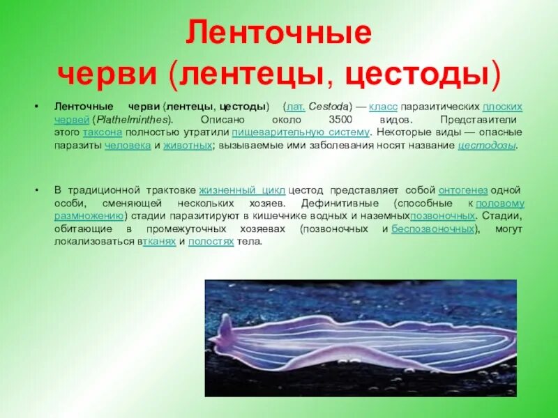 Представители ленточных. Ленточные черви представители. представители ленточных червей. класс цестоды представители. представители ленточные плоские.