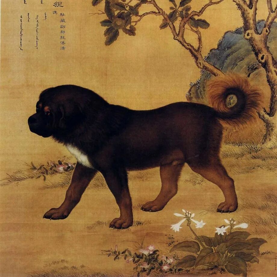 Самые первые собаки. Одомашнивание собаки человеком. Первая овчарка грайф. Самые первые собаки. Одомашнивание волка.