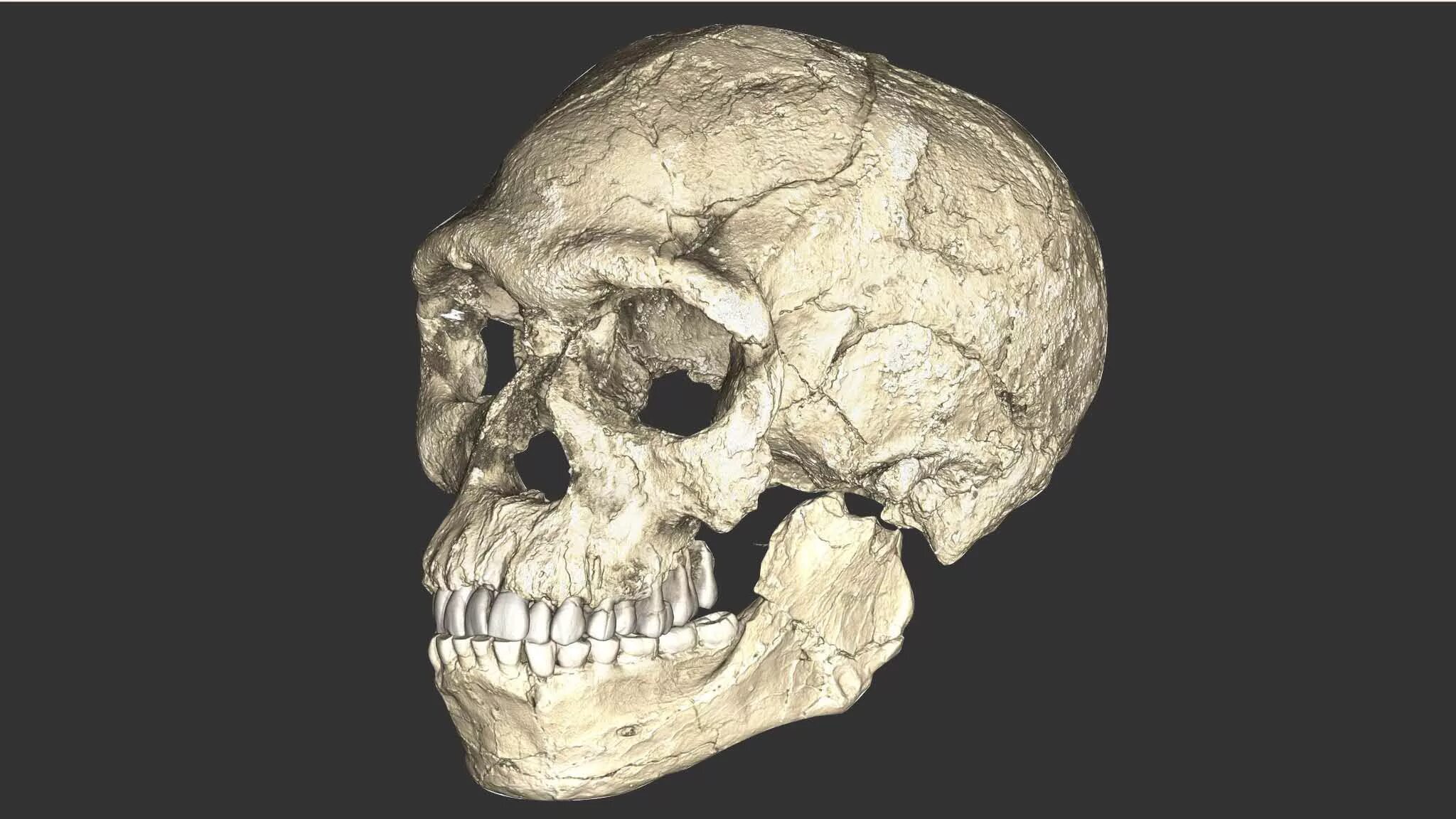 Череп древнего человека и современного. Хомо сапиенс сапиенс череп. Палеоантроп( неандерталец) череп. Древние черепа Джебель Ирхуд.