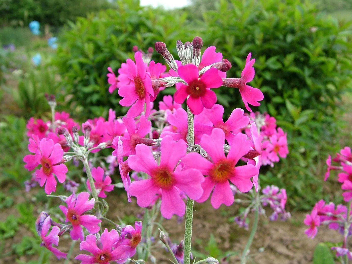 Размножается самосевом. Primula pulverulenta. Цветы многолетники самосевы. Примула припудренная pulverulenta. Однолетние садовые цветы самосевы.