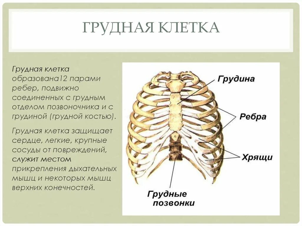 Грудина строение кости. Особенности строения грудины. Грудная клетка строение и соединение костей. Кости грудной клетки, функции грудной клетки..