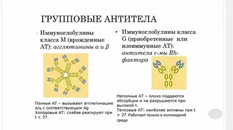 Антитела у новорожденного