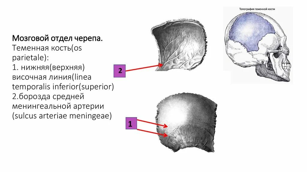 Теменная кость является костью. Теменная кость вогнутая. Теменная кость схема. Теменная кость борозды. Борозда сигмовидного синуса теменной кости.