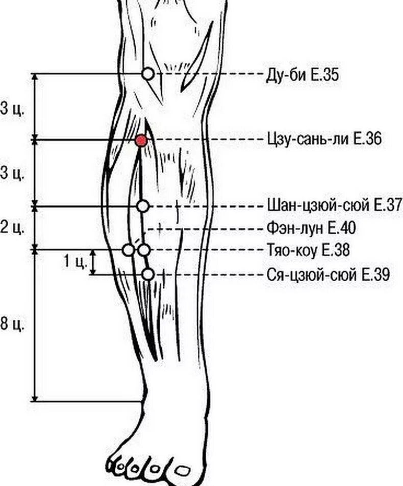 Точка Цзу-Сань-ли расположение. Точка е 36 Цзу-Сань-ли. Цзу-Сан-ли точка долголетия. Цзу-Сань-ли точка акупунктуры.