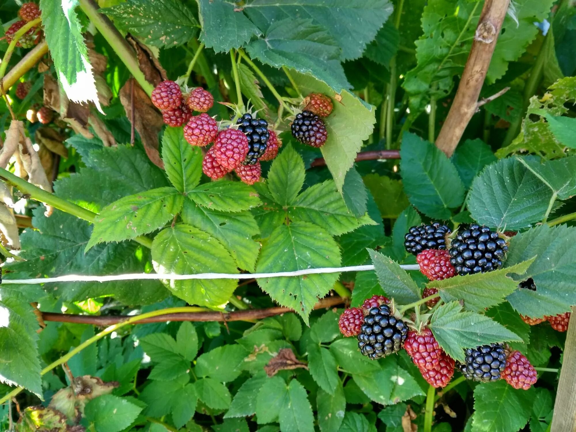 ежевика оркан (orcan). ежевика без шипов сорта. ежевика колючая. сорта ежевики без шипов. ежевика блэк натчез.