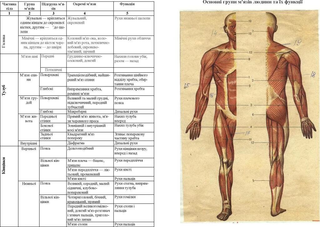 Функции мышц схема. Мышечная система человека таблица. Строение мышц человека таблица. Основные группы мышц расположение мышц и функции мышц.