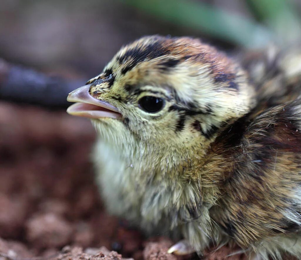 артек перепелиный островок. конфетка кто перепел. горный перепел oreotyx pictus. перепелка степная. перепел обыкновенный coturnix coturnix.