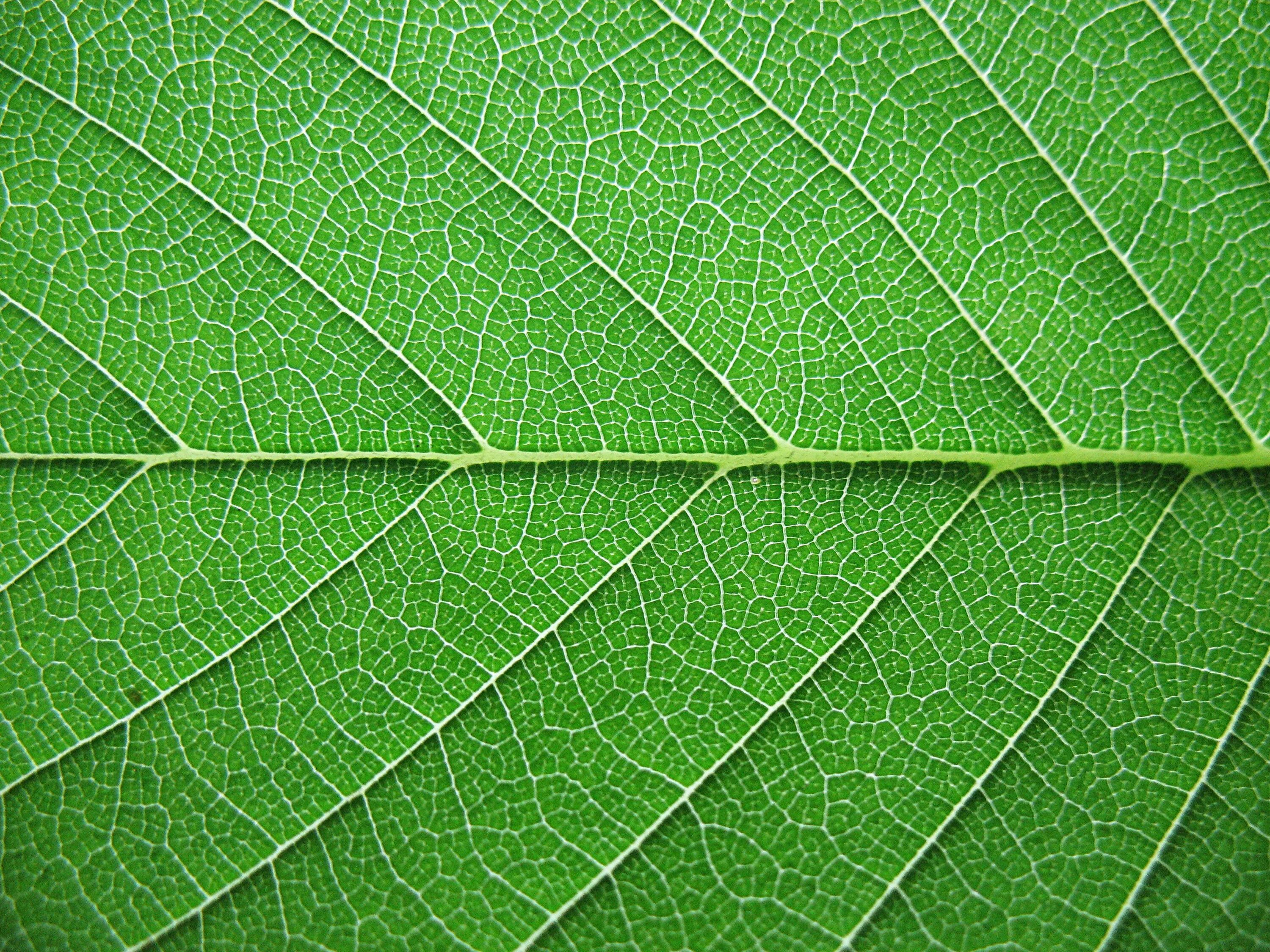 Natural leaves. Текстура листа. Листья фон. Листья деревьев. Зеленый лист.