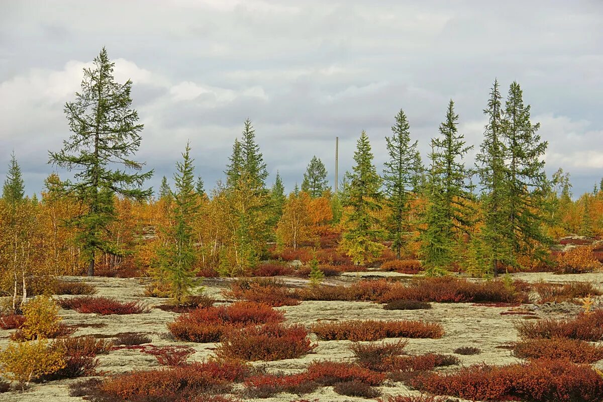 Plant north. Лиственничный лес Таймыр. Лиственница в лесотундре. Лиственница Сибирская в лесотундре. Лиственница Даурская в тундре.