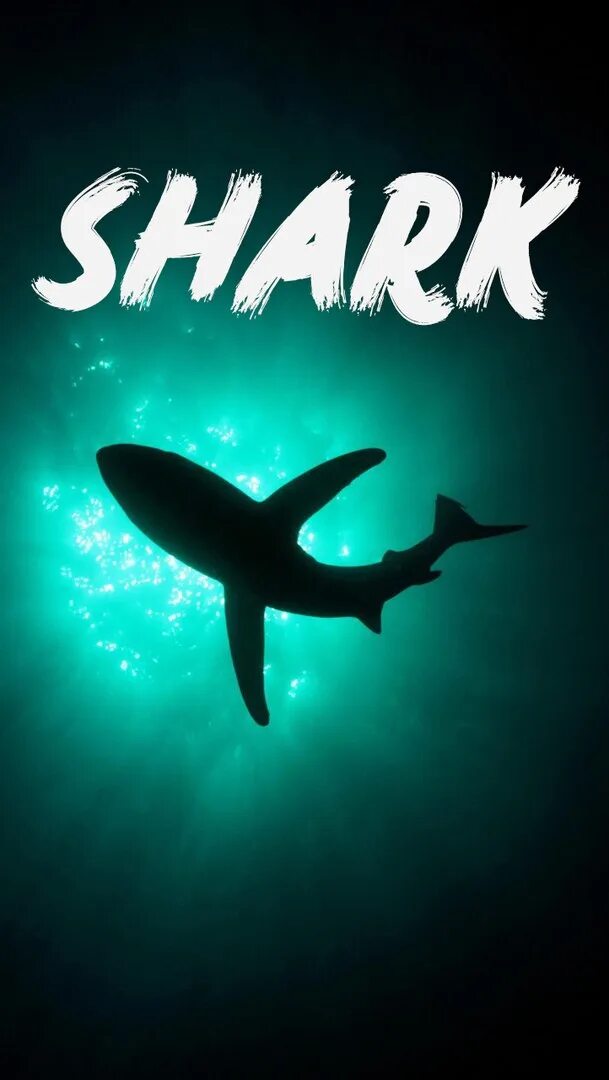 My shark show. Акула кэти перри. Акула шоу бизнеса. Американское шоу shark. Акулье шоу.
