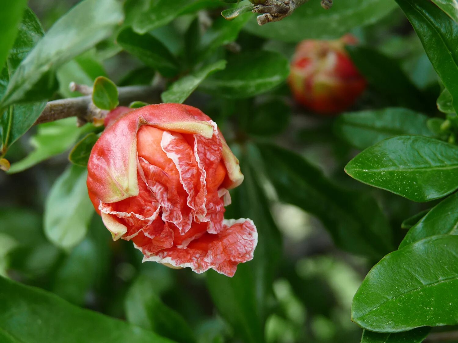 гранат обыкновенный punica granatum. гранат обыкновенный цветение. гранат в цветах. цветущий гранат. гранат цветет.