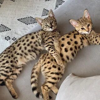 Сколько стоят породистые кошки