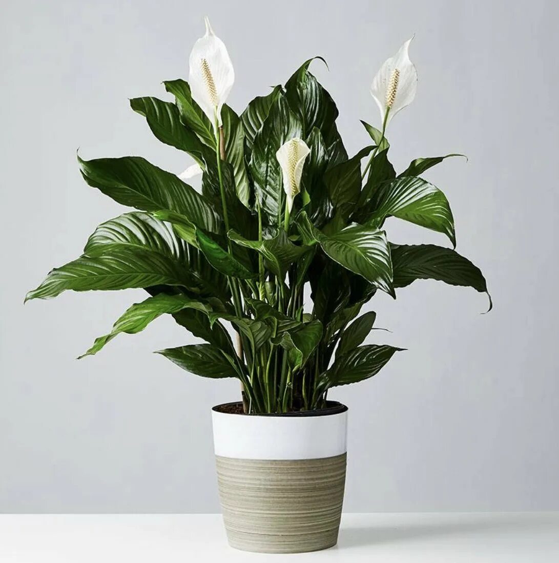 Спатифиллум геликониелистный. Спатифиллум уоллиса (spathiphyllum wallisii). Белокрыльник спатифиллум. Женское счастье черный. Спатифиллум корто.