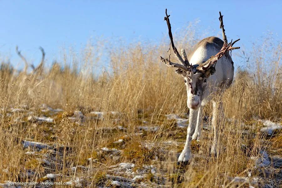 Северный олень км ч. Северный олень карибу в северной америке. Оленеводство в тундре россии. Северный олень км ч. Чукотский автономный округ оленеводство.